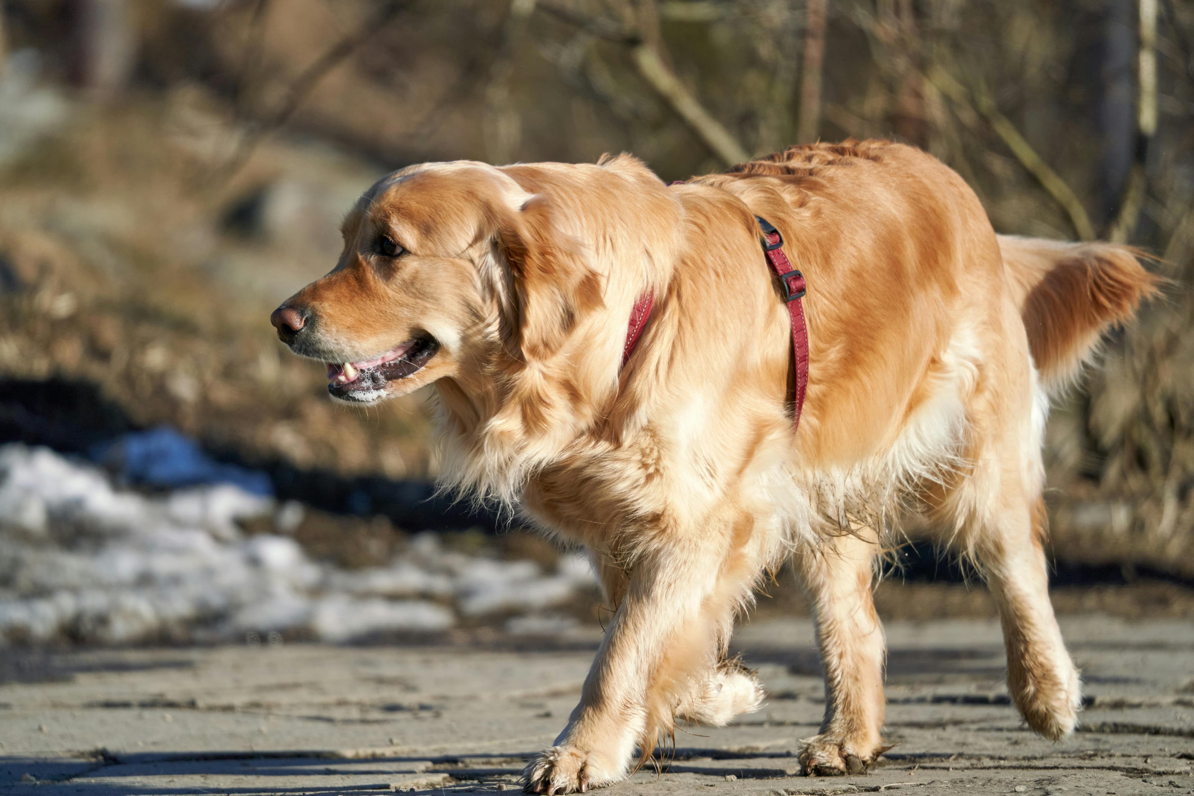 Pet care
